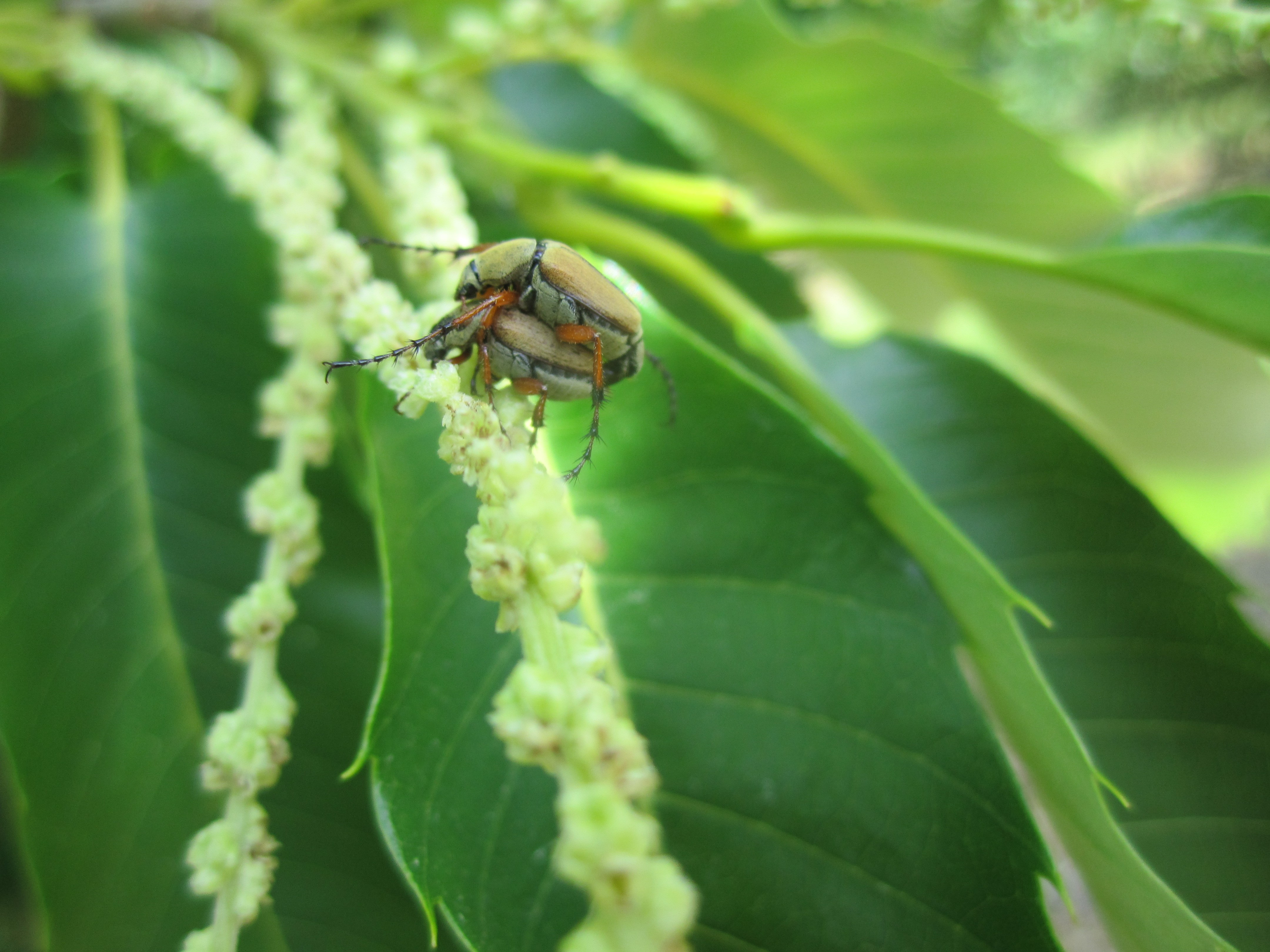 Rose chafer mating on chesnut 2013